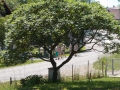 DSCN1367